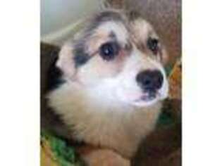 Pembroke Welsh Corgi Puppy for sale in Hudson, MI, USA