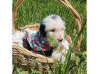 Old English Sheepdog Puppy for sale in Kalamazoo, MI, USA