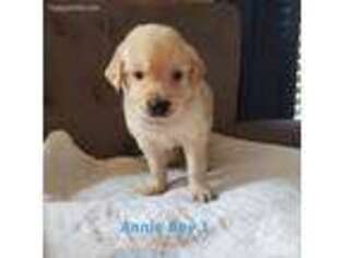 Golden Retriever Puppy for sale in Shelby, NC, USA