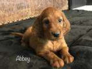 Irish Setter Puppy for sale in Wilkes Barre, PA, USA