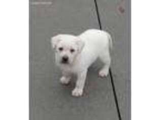 Labrador Retriever Puppy for sale in Anderson, SC, USA