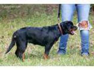 Rottweiler Puppy for sale in Salem, AL, USA