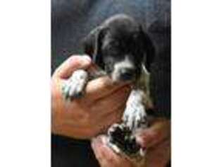 German Shorthaired Pointer Puppy for sale in Gillsville, GA, USA