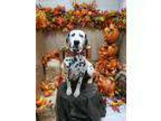 Dalmatian Puppy for sale in Phenix City, AL, USA
