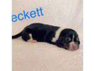 Basset Hound Puppy for sale in Collins, MO, USA