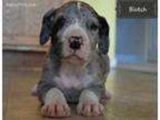 Great Dane Puppy for sale in Morristown, IN, USA