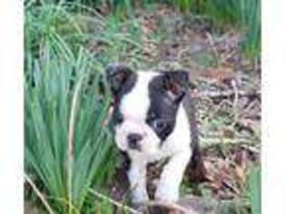Boston Terrier Puppy for sale in Corinth, MS, USA
