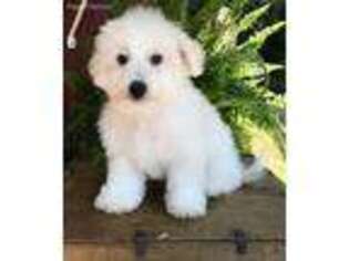 Bichon Frise Puppy for sale in Abbeville, SC, USA