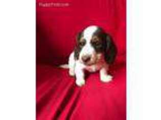 Dachshund Puppy for sale in Parker, CO, USA