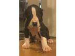 Great Dane Puppy for sale in Coeur D Alene, ID, USA