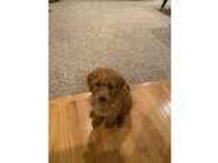Mutt Puppy for sale in Bellingham, MA, USA