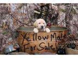 Labrador Retriever Puppy for sale in Coeburn, VA, USA