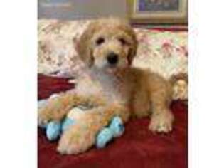 Goldendoodle Puppy for sale in Birmingham, AL, USA