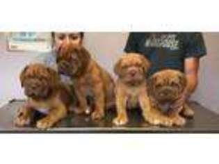 American Bull Dogue De Bordeaux Puppy for sale in West Suffield, CT, USA