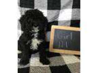 Cavapoo Puppy for sale in Shelbyville, IN, USA