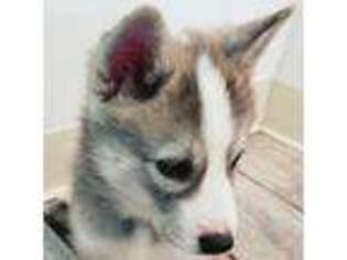Siberian Husky Puppy for sale in Buffalo, NY, USA