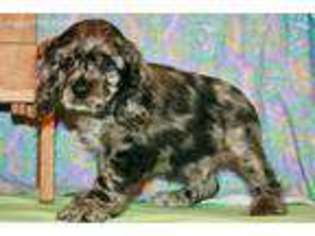 Cocker Spaniel Puppy for sale in Girard, KS, USA