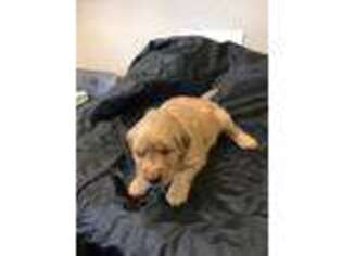 Golden Retriever Puppy for sale in Mountain City, TN, USA