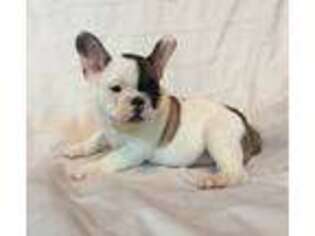 French Bulldog Puppy for sale in Reinholds, PA, USA