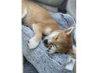 Shiba Inu Puppy for sale in Clarksville, TN, USA
