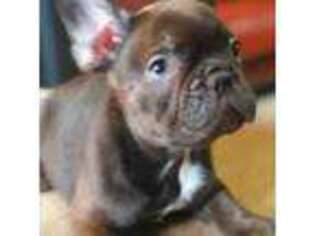 French Bulldog Puppy for sale in Glendale, AZ, USA