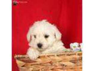 West Highland White Terrier Puppy for sale in Millersburg, PA, USA
