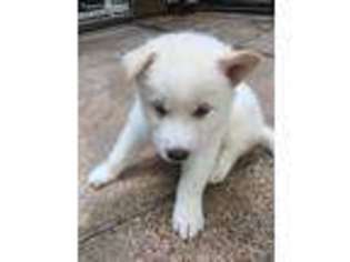 Siberian Husky Puppy for sale in Deerfield, IL, USA