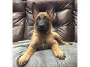 Belgian Malinois Puppy for sale in Redbush, KY, USA