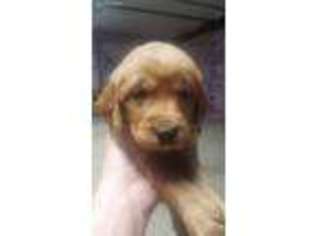 Golden Retriever Puppy for sale in Worthington, IN, USA