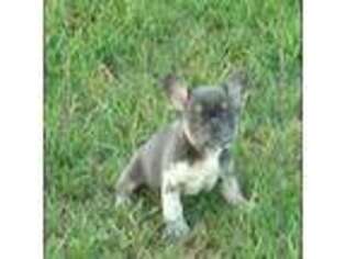 French Bulldog Puppy for sale in Mcloud, OK, USA