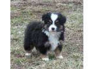 Miniature Australian Shepherd Puppy for sale in Highlandville, MO, USA