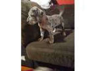 Great Dane Puppy for sale in Corpus Christi, TX, USA