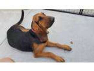 Bloodhound Puppy for sale in Winnemucca, NV, USA