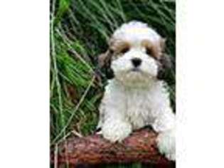 Cavachon Puppy for sale in Loogootee, IN, USA