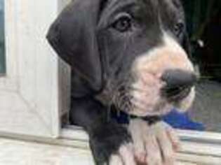 Great Dane Puppy for sale in Otego, NY, USA