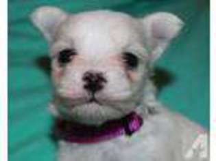 Maltese Puppy for sale in Wellston, OH, USA