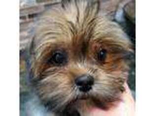 Yorkshire Terrier Puppy for sale in Herrin, IL, USA