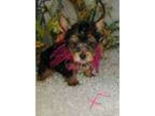 Yorkshire Terrier Puppy for sale in West Monroe, LA, USA