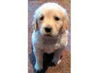 Golden Retriever Puppy for sale in Senatobia, MS, USA