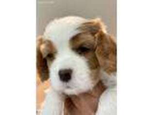 Cavalier King Charles Spaniel Puppy for sale in Long Beach, CA, USA
