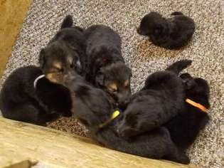 German Shepherd Dog Puppy for sale in Kannapolis, NC, USA