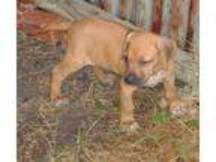 Rhodesian Ridgeback Puppy for sale in Princeton, TX, USA