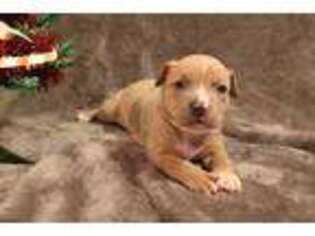 Mutt Puppy for sale in Bangor, ME, USA