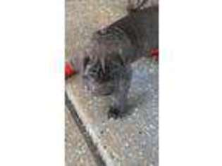 Neapolitan Mastiff Puppy for sale in North Little Rock, AR, USA