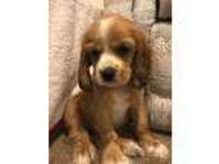 Cocker Spaniel Puppy for sale in Fishers, IN, USA