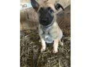 Belgian Malinois Puppy for sale in Chillicothe, OH, USA