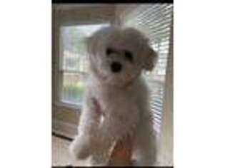 Maltese Puppy for sale in Sugar Land, TX, USA