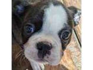 Boston Terrier Puppy for sale in Landrum, SC, USA