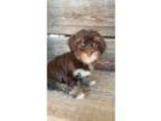 Havanese Puppy for sale in Conway, SC, USA