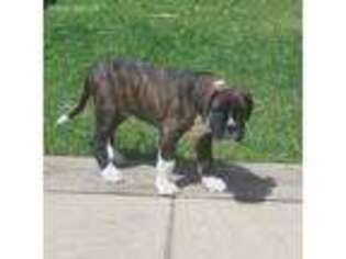 Boxer Puppy for sale in Sebree, KY, USA